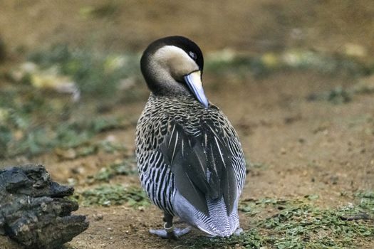 Silver Teal Duck cleans its feathers view from back