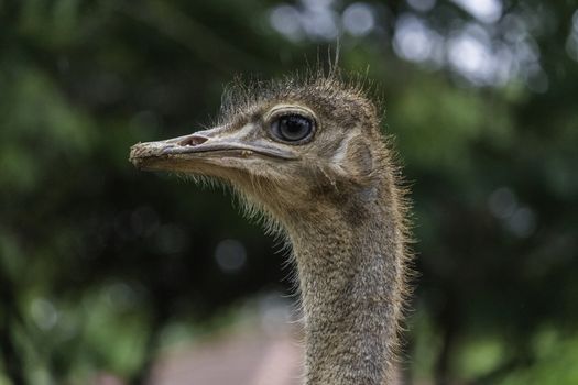 Ostrich Eye Close up detailed Photograph