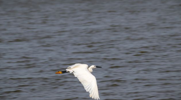 White Egret Flying close to the water surface