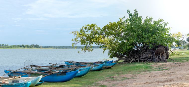 Traditional Sri Lankan Oru fishing boats lined in lakeshore panorama