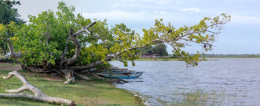 Panoramic view of beautiful lake shore and tree in Hambantota, sunny summer day under the clear blue skies greenery landscape.