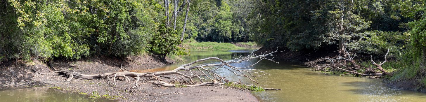 Drying out river shore dead trees fallen scenic landscape in Buduruwagala.