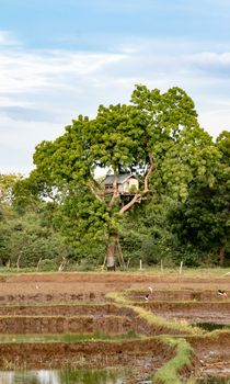 Tree House near paddy field to protect crops from animals