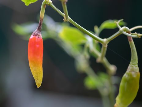 Orange yellowish Bird Chili close up ready to ripe closeup macro photo