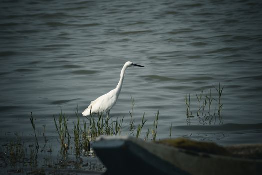 White great egret standing on the shore of the lake for fishing