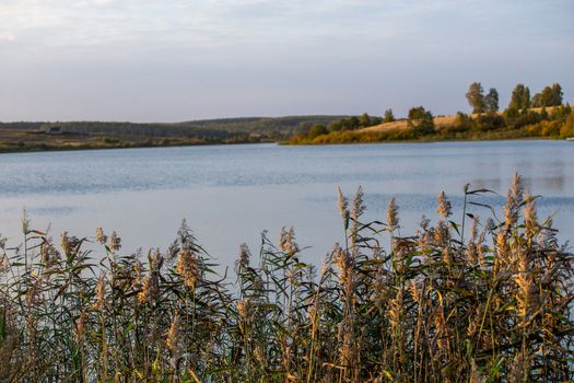 Phragmites australis, common reed - dense thickets in the daylight, lake scenery in the blurred background.