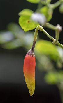 Yellow and orange Bird Chili close up vertical macro photography.