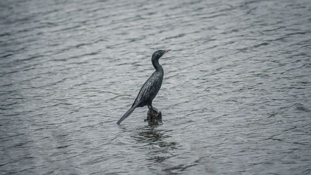 Little Cormorant perched in a wooden pole in the middle of the calm lake.