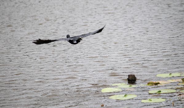 Little Cormorant flying away showing its full wingspan while being close to the lake in the beautiful evening photography.