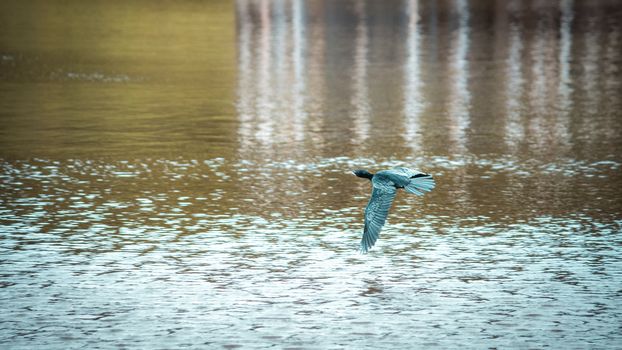 Little Cormorant flying close to the lake beautiful evening photograph