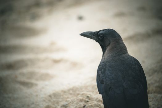 A black crow perched on a sandy beach.