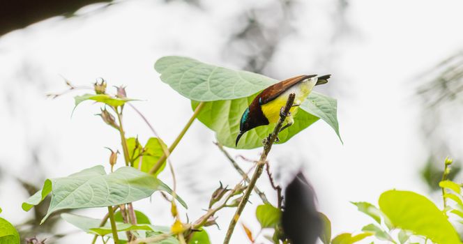 Common visitor in residential areas, Leptocoma minima as know as Crimson-backed sunbird