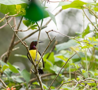 Common visitor in residential areas, Leptocoma minima as know as Crimson-backed sunbird