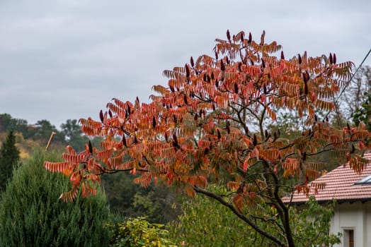 Treetop with red leaves in a park during autumn