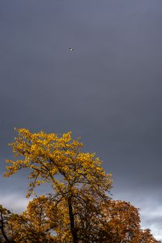 Yellow treetop and a bird with a storm sky