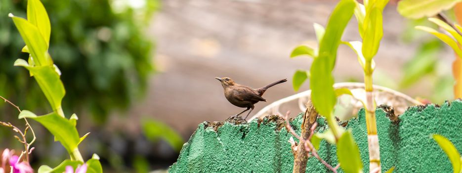 Blyth's Reed warbler bird perched on the garden green wall against a soft background.