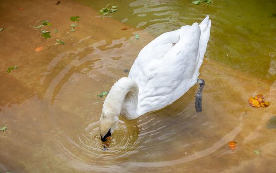 White Swan pond in Pinnawala Open Zoo
