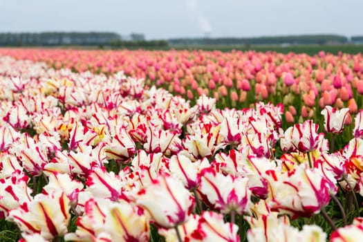 Colorful field of tulips in the Netherlands