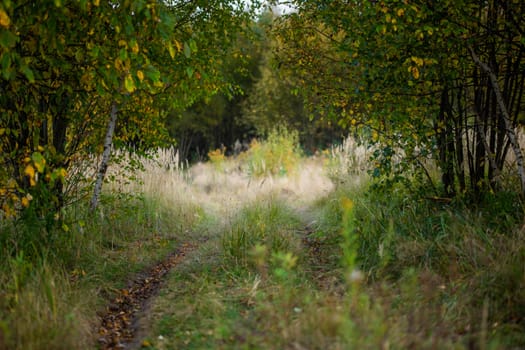 car passage between bushes in autumn forest,selective focus telephoto close-up with blur