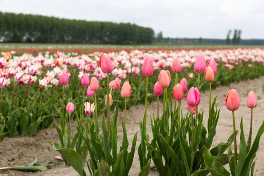 Colorful field of tulips in the Netherlands