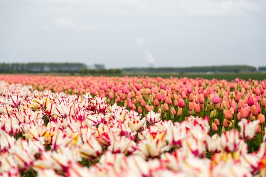 Colorful field of tulips in the Netherlands