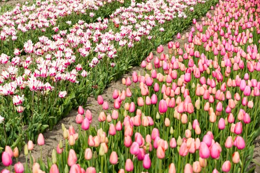 Colorful field of tulips in the Netherlands