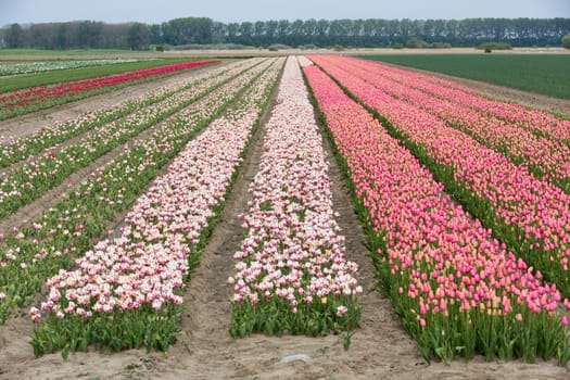 Colorful field of tulips in the Netherlands