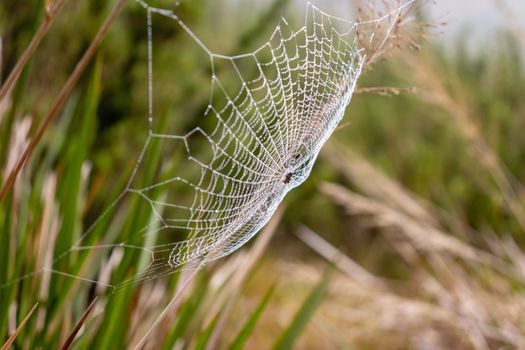 Photograph of a spider web in Horton Plains National park, Sri lanka