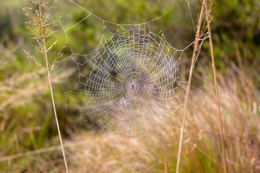 Photograph of a spider web in Horton Plains National park, Sri lanka