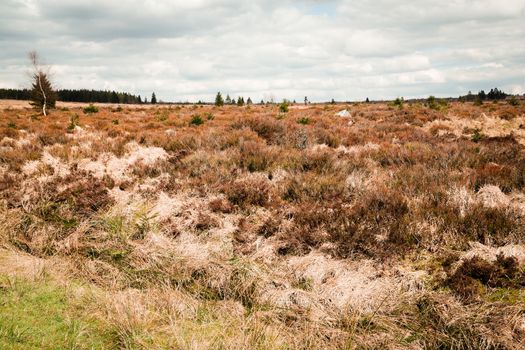 The High Fens, Hoge Venen, Belgium, Signal Van Botrange