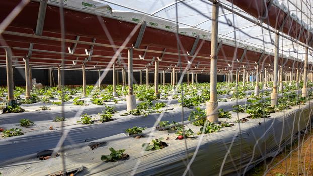 Inside the Strawberry farm in Nuwara Eliya