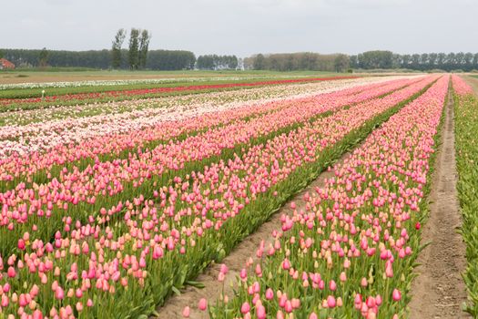 Colorful field of tulips in the Netherlands