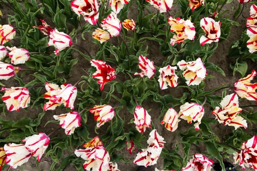 Colorful field of tulips in the Netherlands