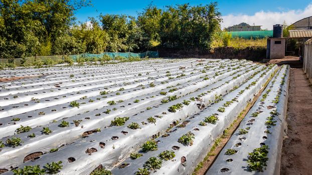 Inside the Strawberry farm in Nuwara Eliya