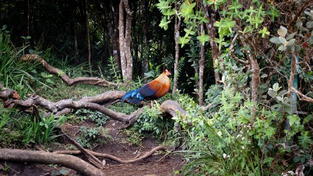 The Sri Lankan junglefowl spotted in Horton plains, where it is the national bird in Sri Lanka