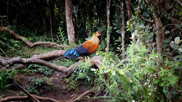 The Sri Lankan junglefowl spotted in Horton plains, where it is the national bird in Sri Lanka