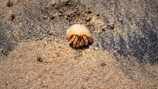 Hermit crab on a sandy beach in galle