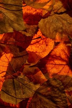 Some dried leaves of ocher and yellow colors