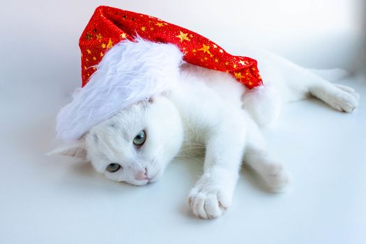 A white Christmas cat in a red Santa hat lies on a white background.