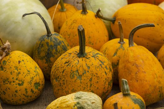 Collection of huge pumpkins, of all shapes, colors and sizes, exhibited in baskets or on the ground, in the Royal Botanical Garden in Madrid, Spain.