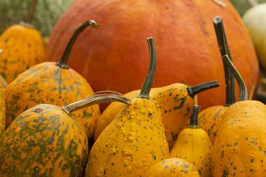 Collection of huge pumpkins, of all shapes, colors and sizes, exhibited in baskets or on the ground, in the Royal Botanical Garden in Madrid, Spain.