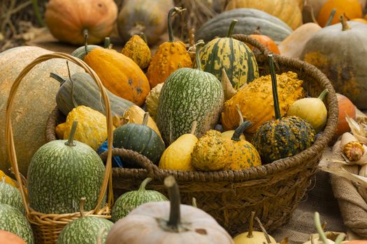 Collection of huge pumpkins, of all shapes, colors and sizes, exhibited in baskets or on the ground, in the Royal Botanical Garden in Madrid, Spain.