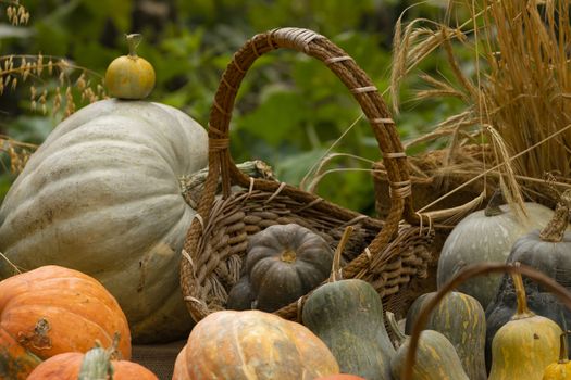 Collection of huge pumpkins, of all shapes, colors and sizes, exhibited in baskets or on the ground, in the Royal Botanical Garden in Madrid, Spain.