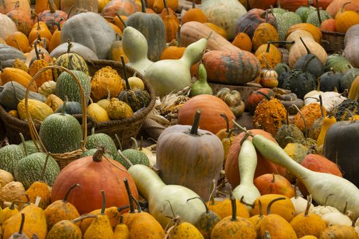 Collection of huge pumpkins, of all shapes, colors and sizes, exhibited in baskets or on the ground, in the Royal Botanical Garden in Madrid, Spain.