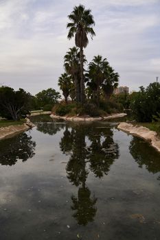 Reflections of a palm tree on the water, urban, vegetation