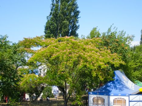 Tree of flowering acacia. It's a beautiful tree.