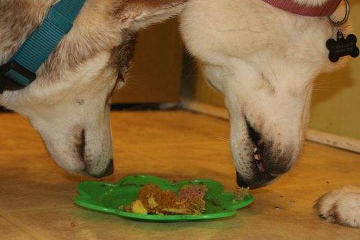 two husky dogs eating raw dog food off of plate. High quality photo