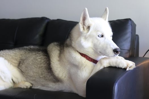 siberian husky watching on a leather couch. High quality photo