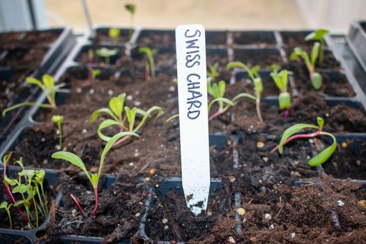 Fresh young green, yellow and red chard vegetable seedlings having just germinated in soil slowly rise above the soil with a very shallow depth of field. High quality photo