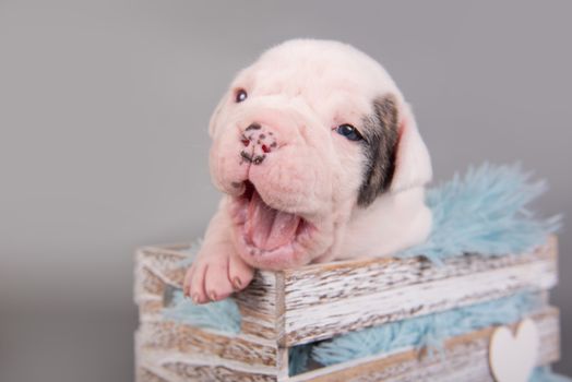 Funny small white American Bulldog puppy dog is yawning on gray background.